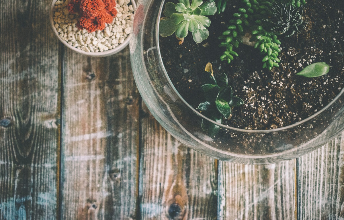 How to Make a Terrarium