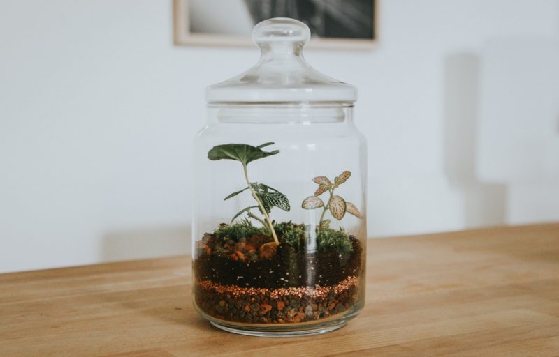 How to Make a Terrarium