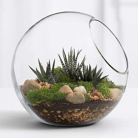 How to Make a Terrarium